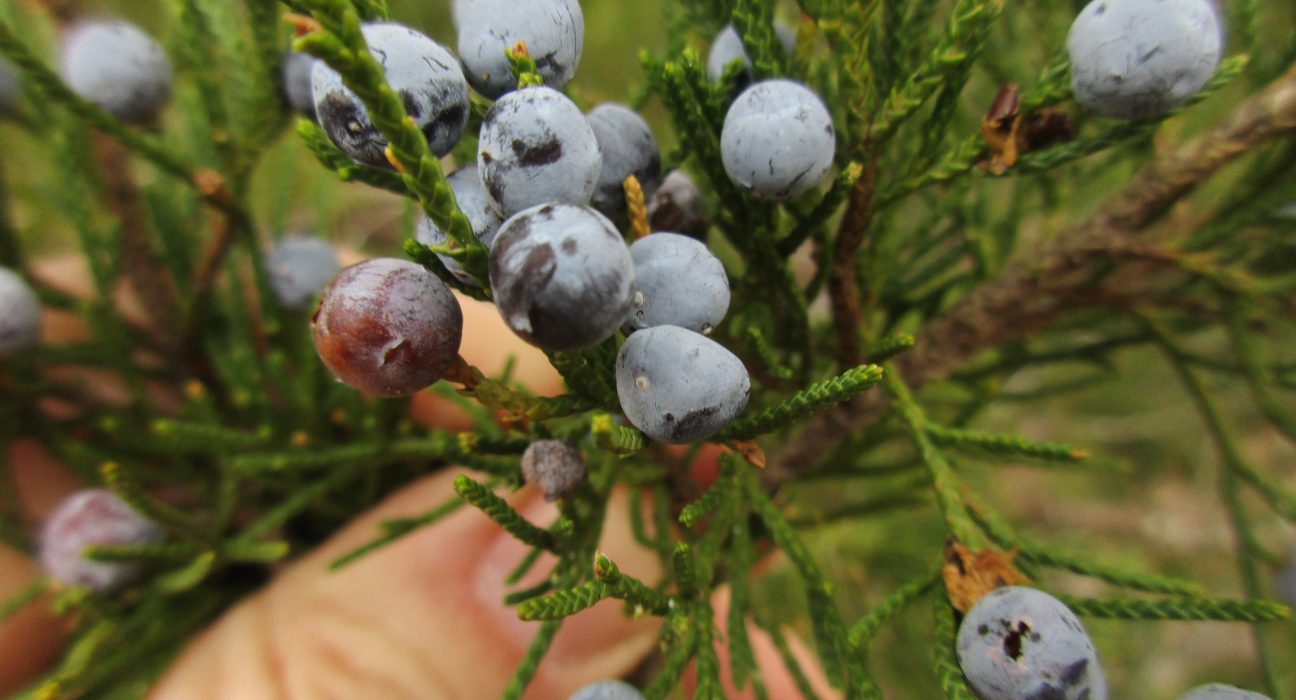 Cedar Berries Nedir