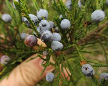 Cedar Berries Nedir