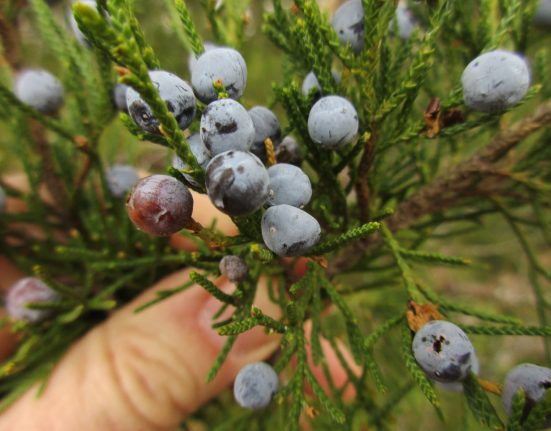 Cedar Berries Nedir